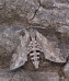 lišaj svlačcový (Motýli), Agrius convolvuli (Lepidoptera)